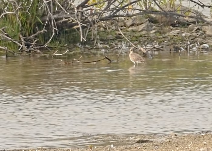 Hudsonian Godwit - ML640777916