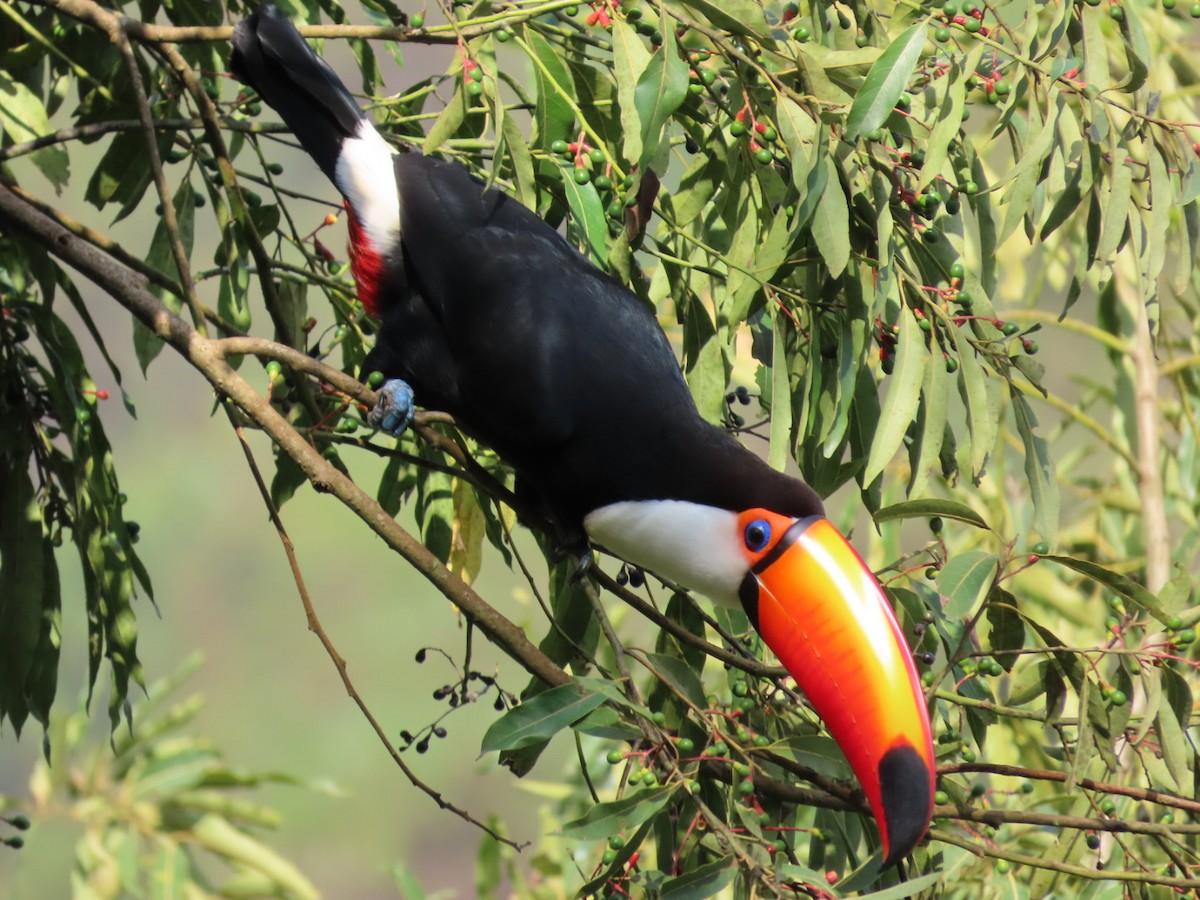 Toco Toucan - ML640777931