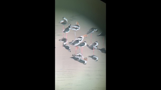 American Avocet - ML640777949