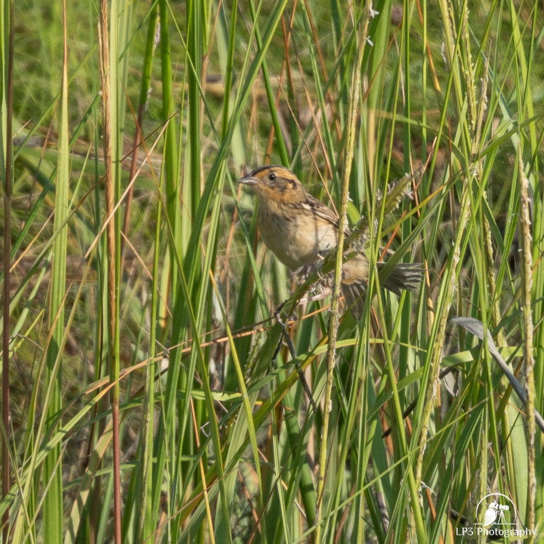 Saltmarsh Sparrow - ML640777957