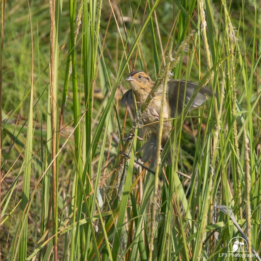 Saltmarsh Sparrow - ML640777958