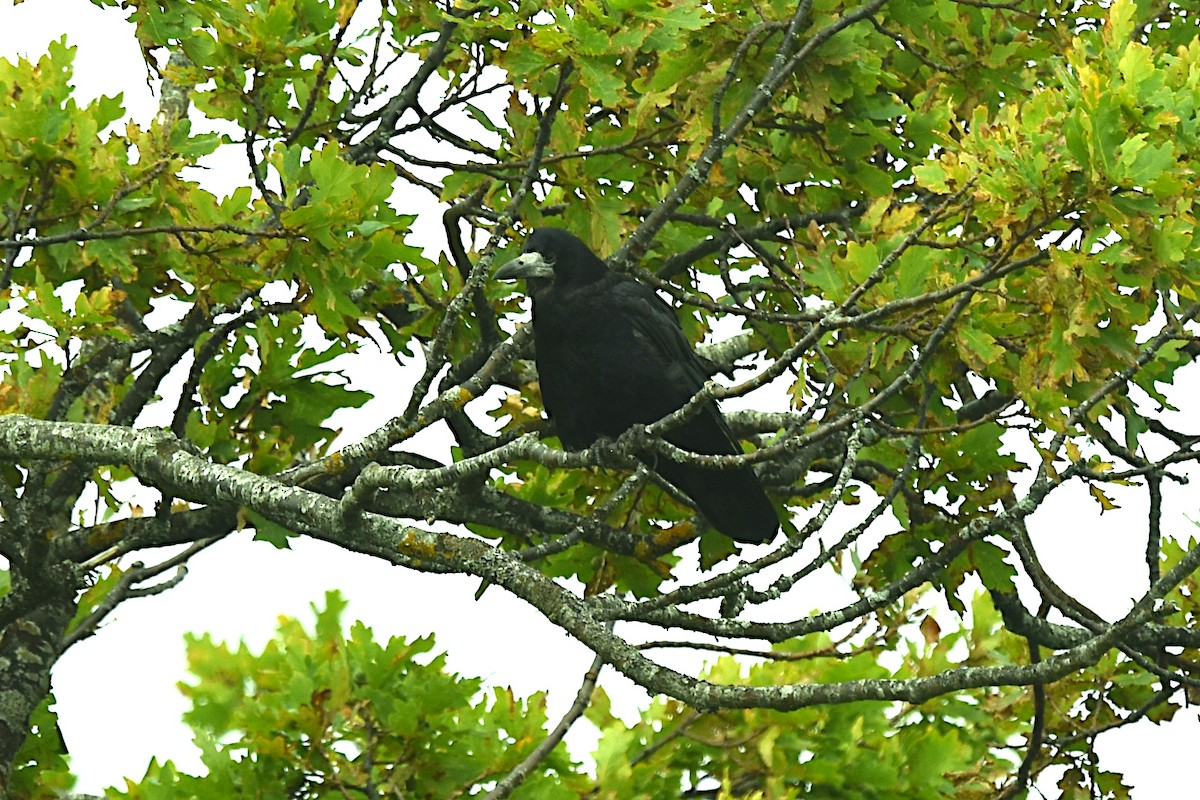 Rook - ML640778024