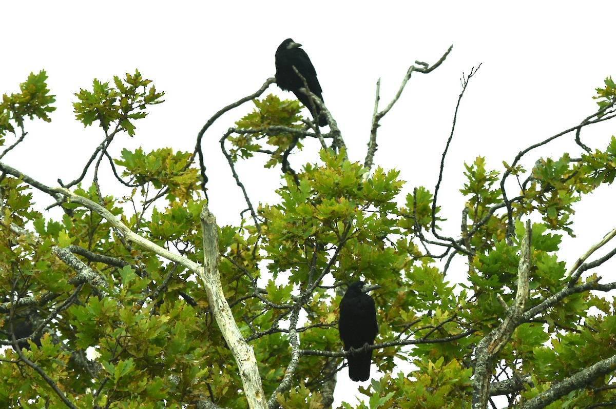 Rook - ML640778028