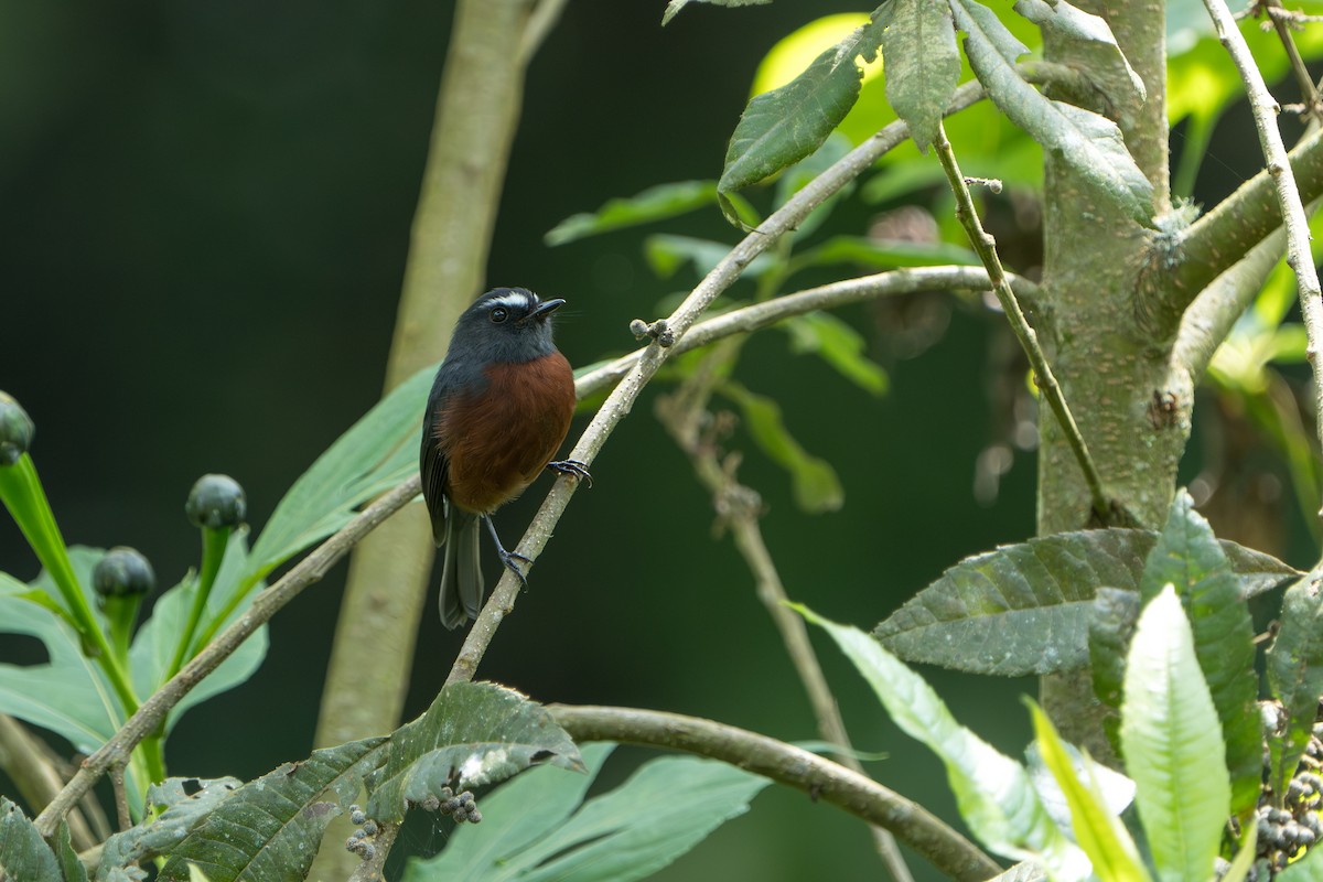 Chestnut-bellied Chat-Tyrant - ML640778078