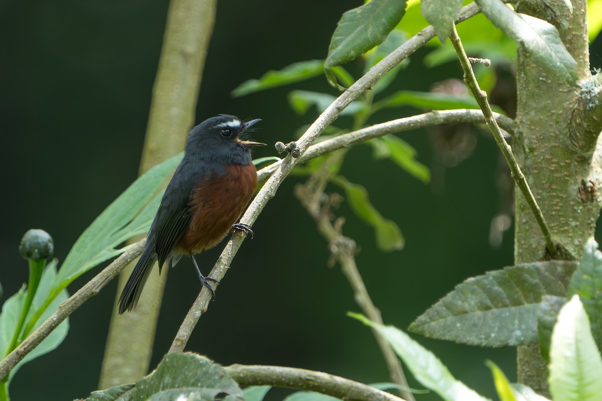 Chestnut-bellied Chat-Tyrant - ML640778082