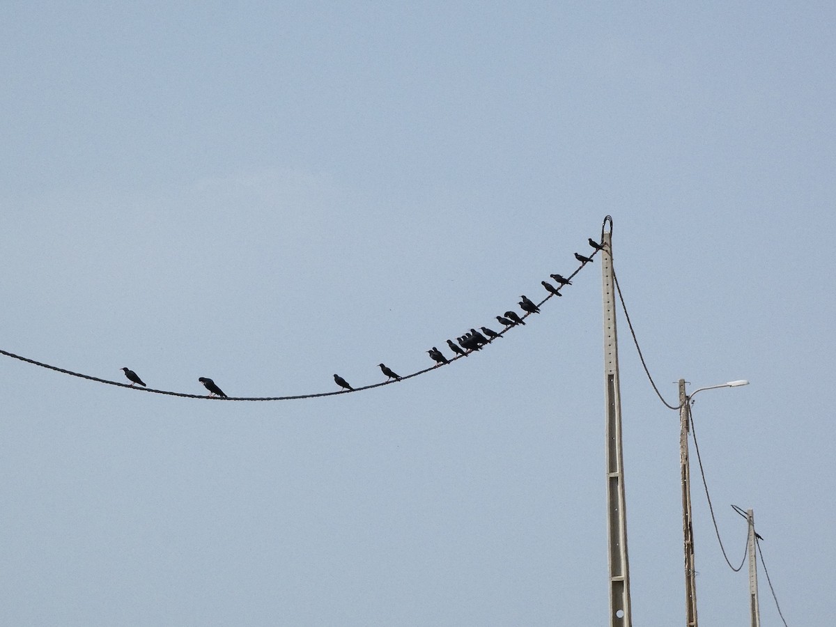 Red-billed Chough - ML640778161
