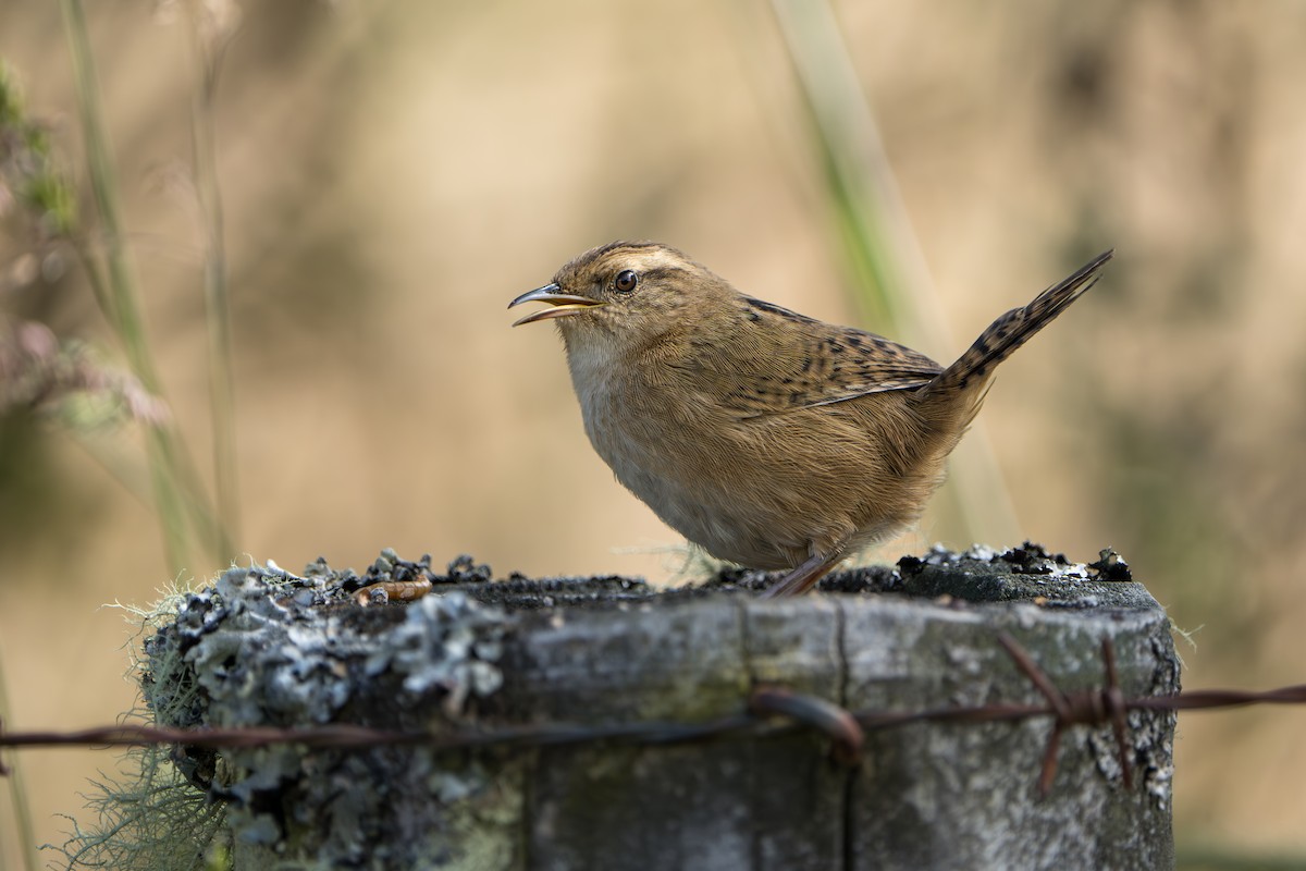 Grass Wren - ML640778171