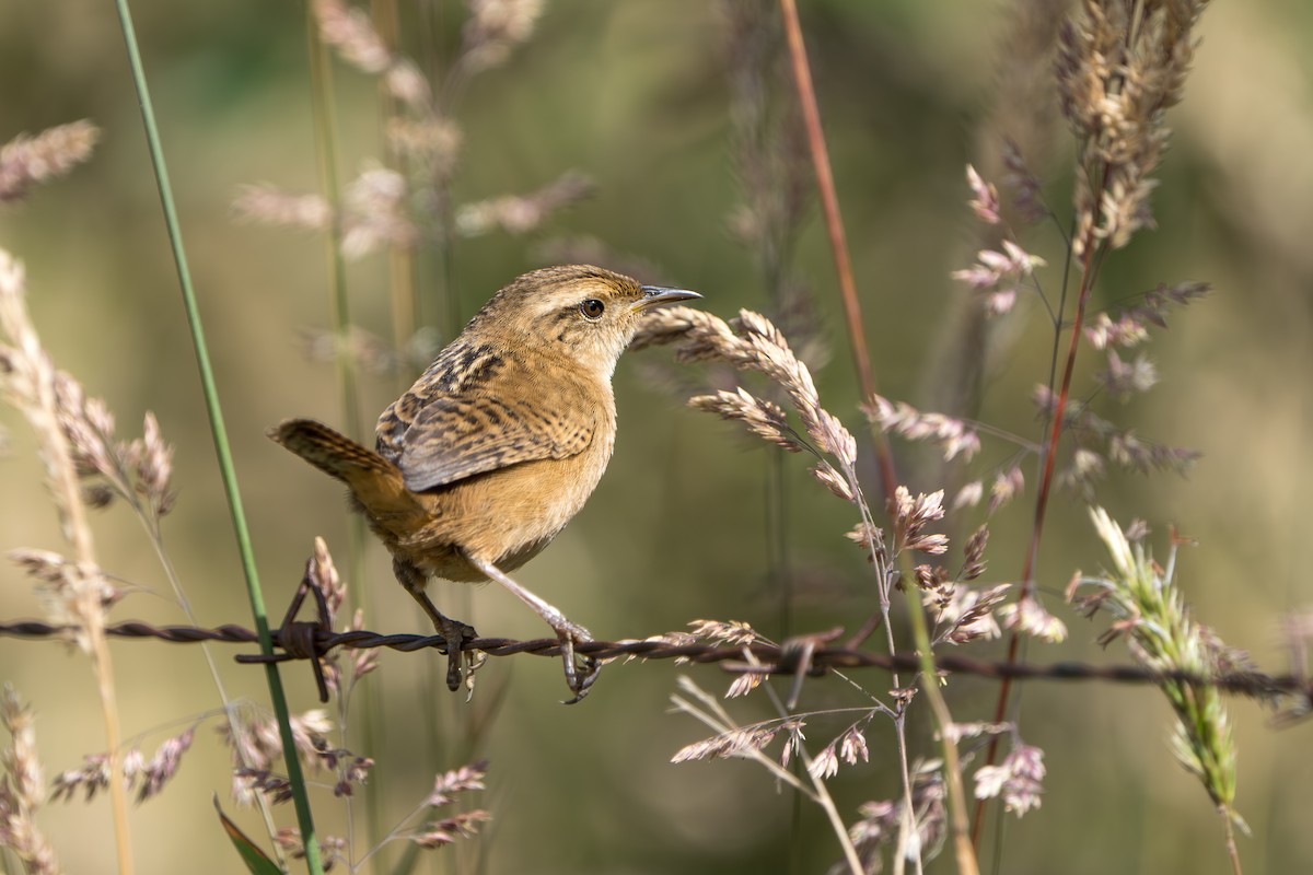 Grass Wren - ML640778172