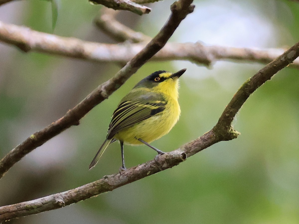 Gray-headed Tody-Flycatcher - ML640778243