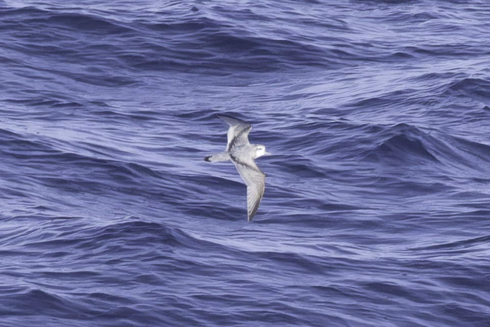 Antarctic Prion - ML640778361