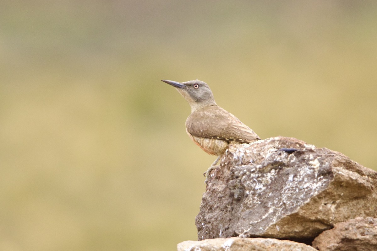 Ground Woodpecker - ML640778365