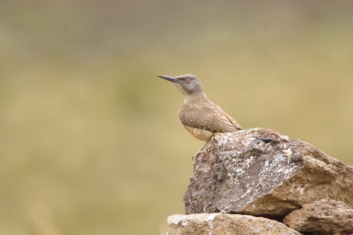 Ground Woodpecker - ML640778366