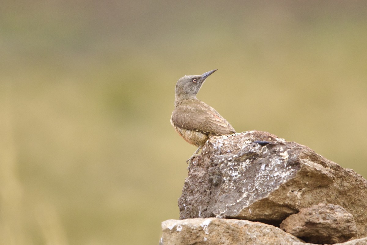 Ground Woodpecker - ML640778367