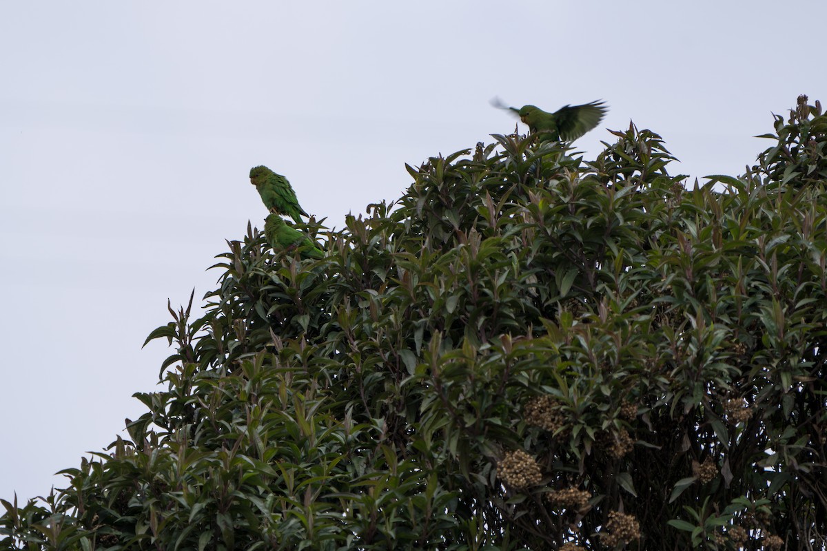 Rufous-fronted Parakeet - ML640778385