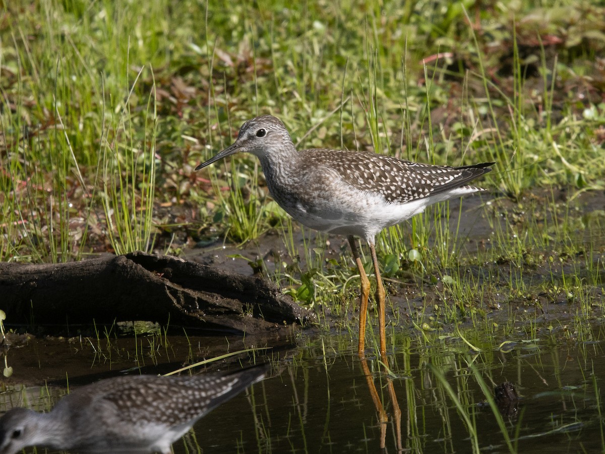 Lesser Yellowlegs - ML640778420