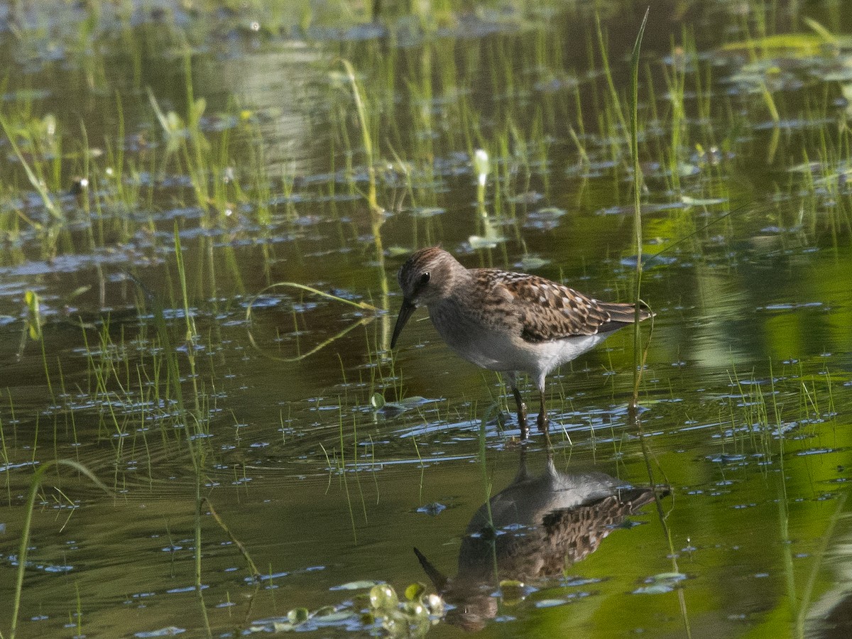 Least Sandpiper - ML640778426