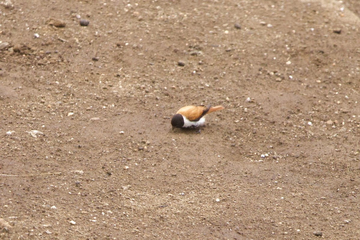 Black-headed Canary - ML640778462