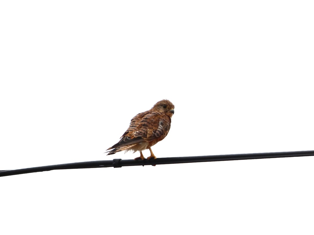 Eurasian Kestrel - ML640778520