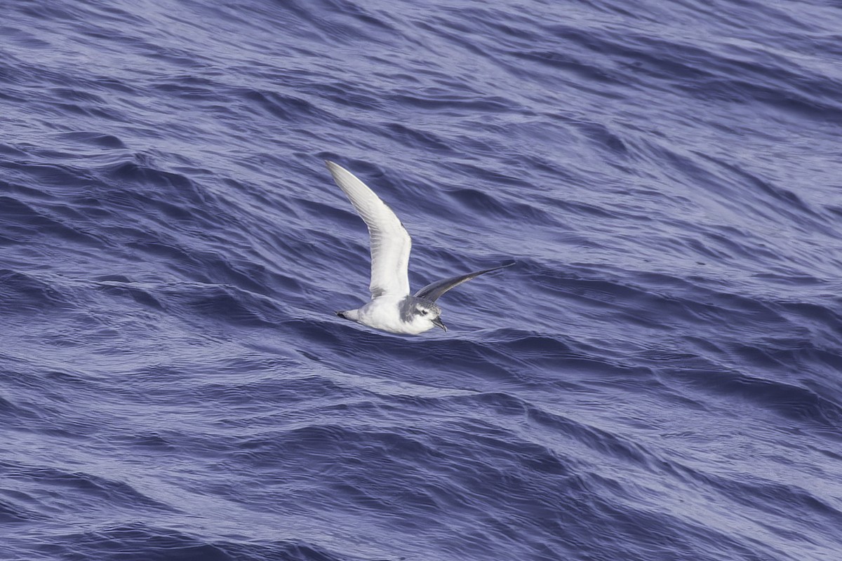 Antarctic Prion - ML640778532
