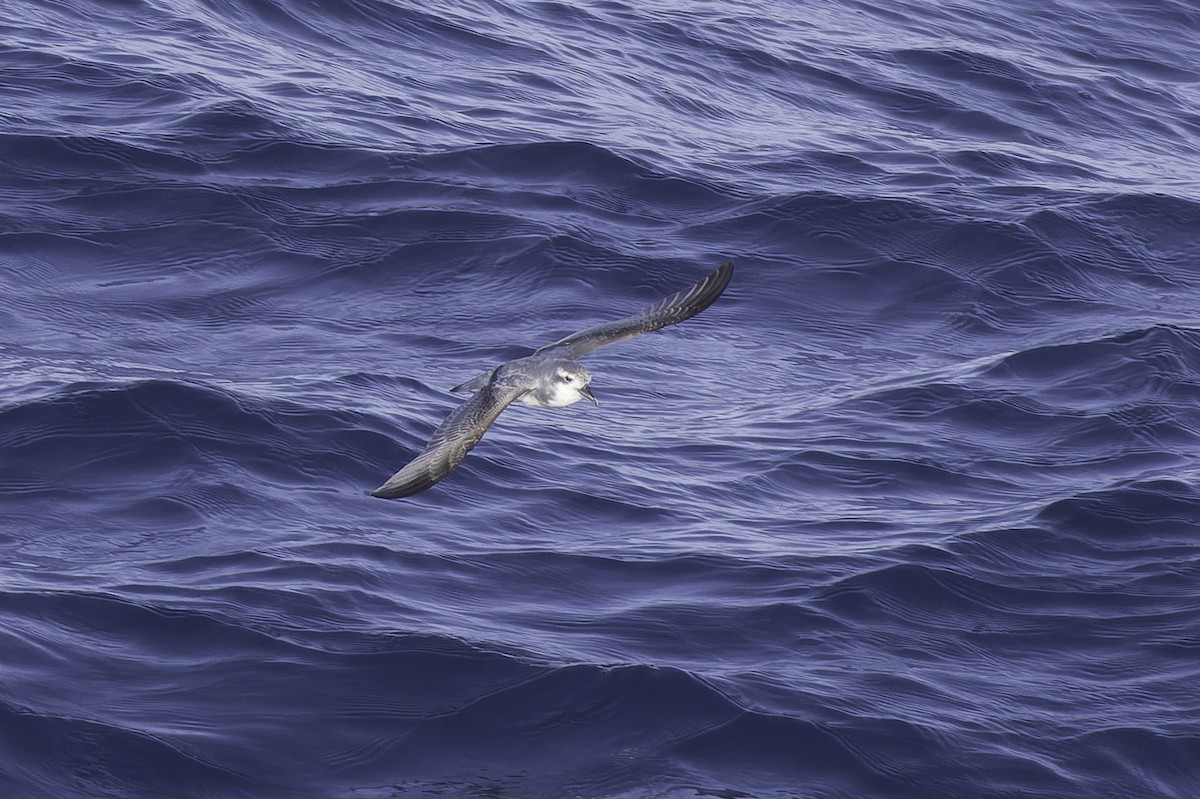 Antarctic Prion - ML640778533