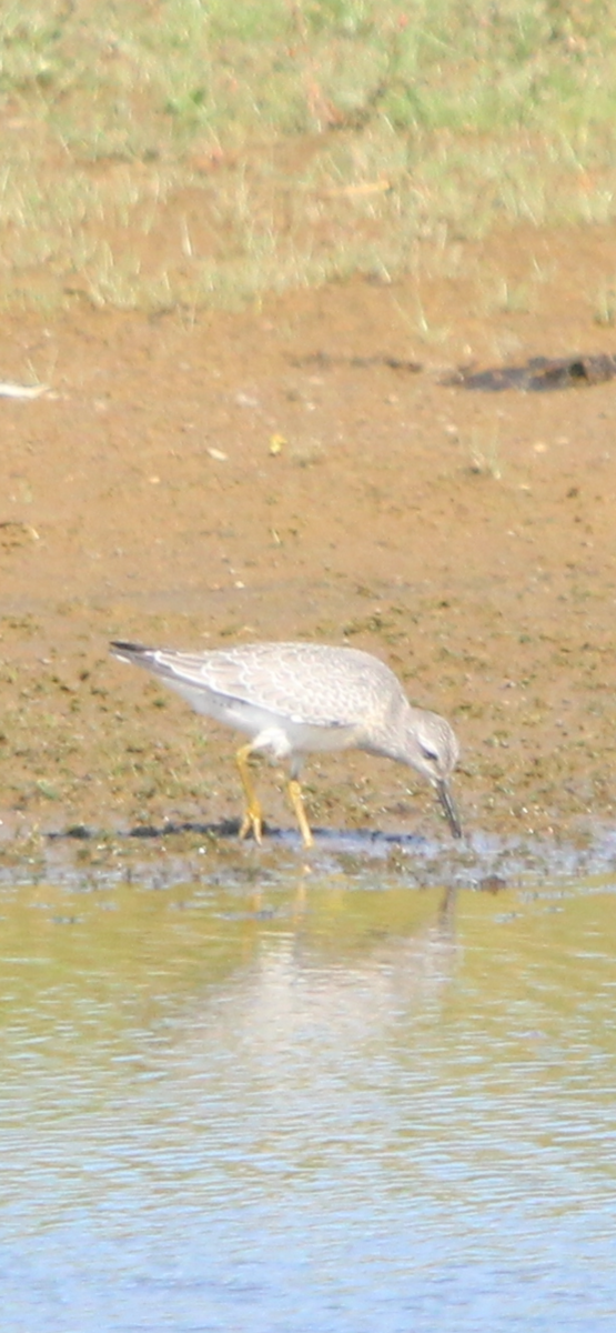Red Knot - ML640778624