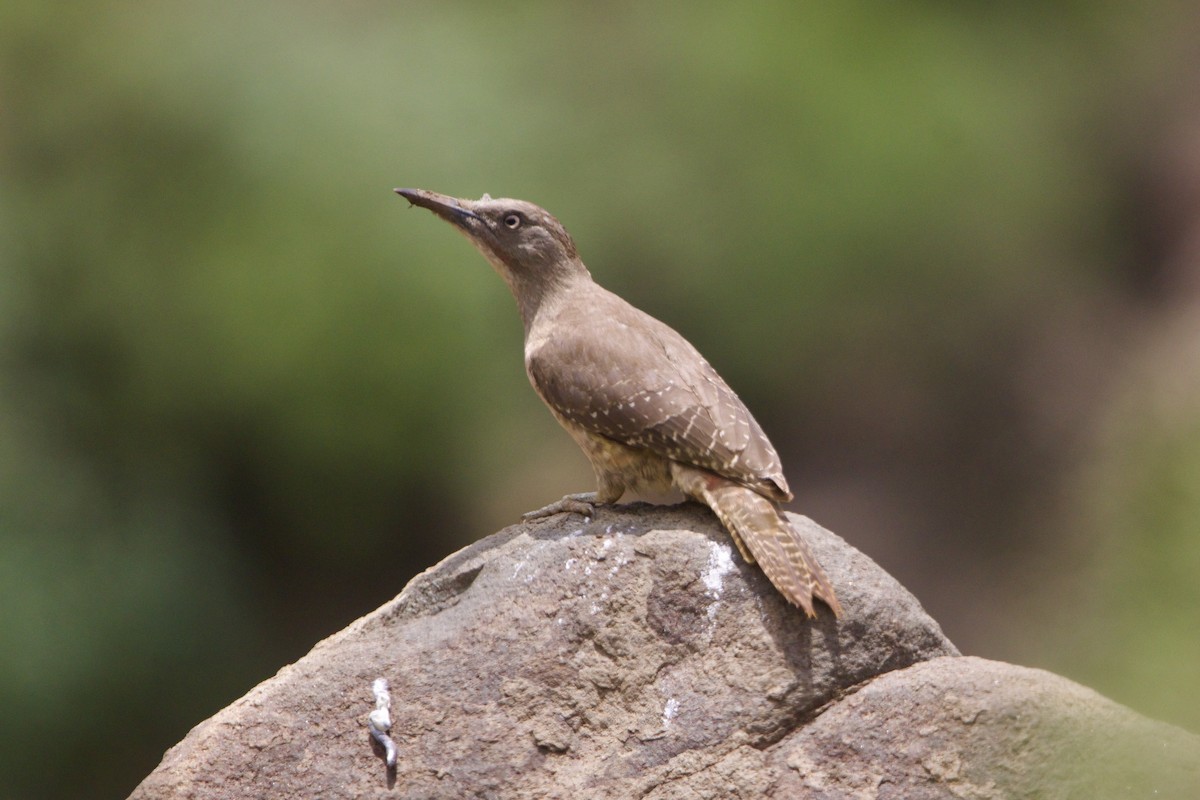 Ground Woodpecker - ML640778679