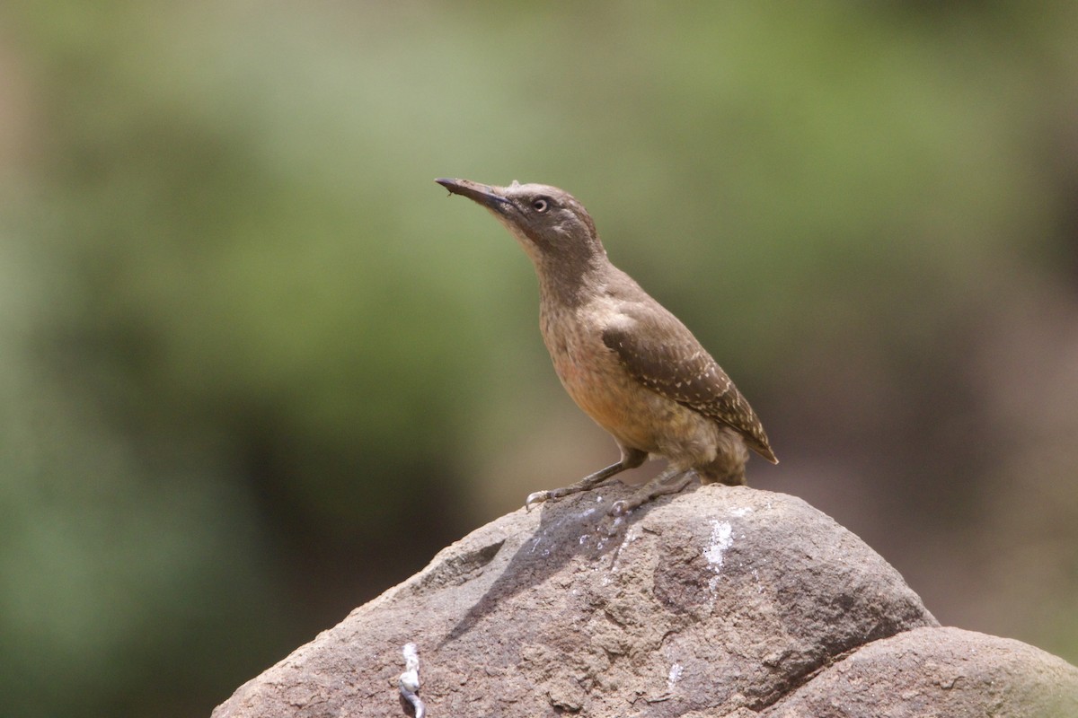 Ground Woodpecker - ML640778680