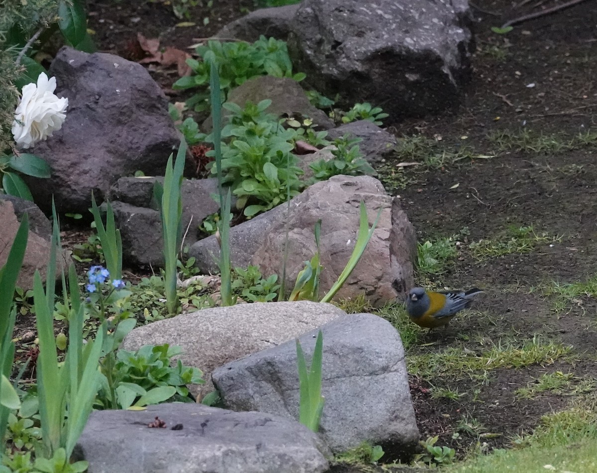 Patagonian Sierra Finch - ML640778714