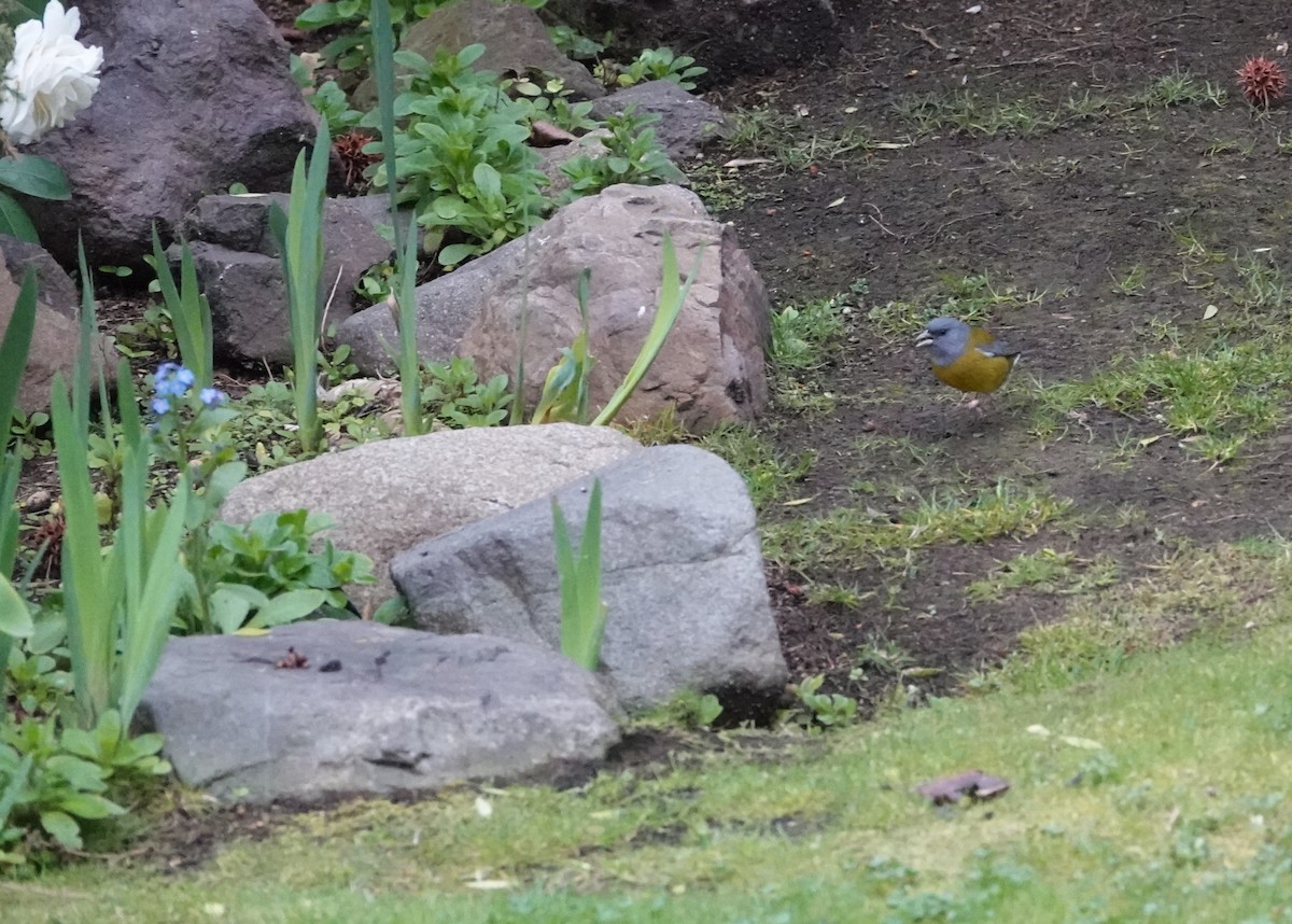 Patagonian Sierra Finch - ML640778716