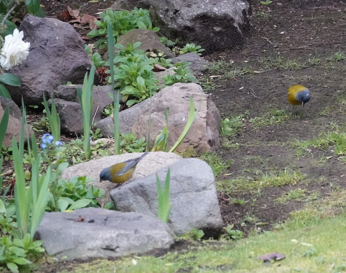 Patagonian Sierra Finch - ML640778717
