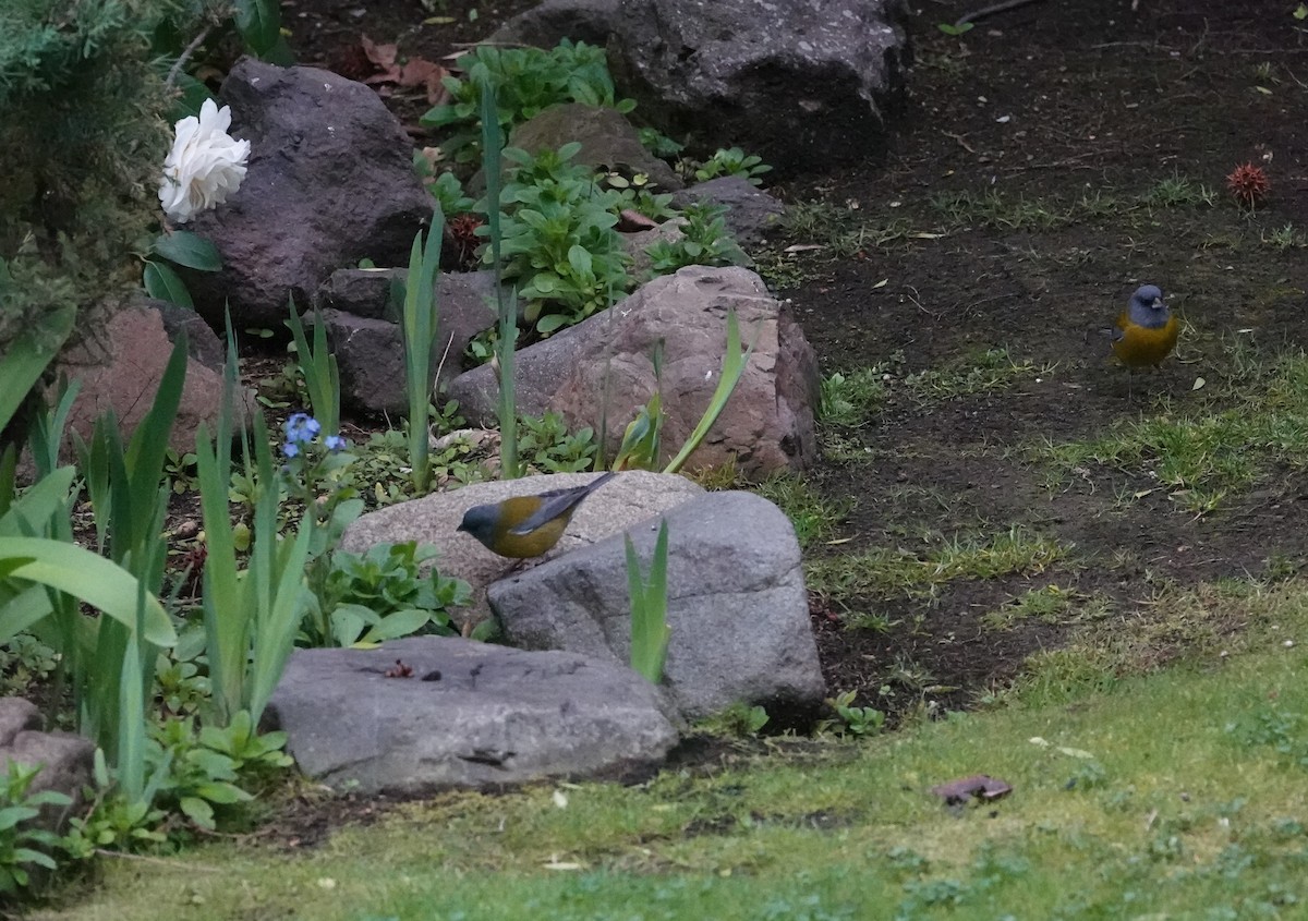 Patagonian Sierra Finch - ML640778720