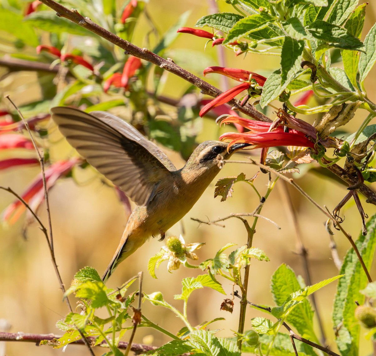 Planalto Hermit - ML640778723