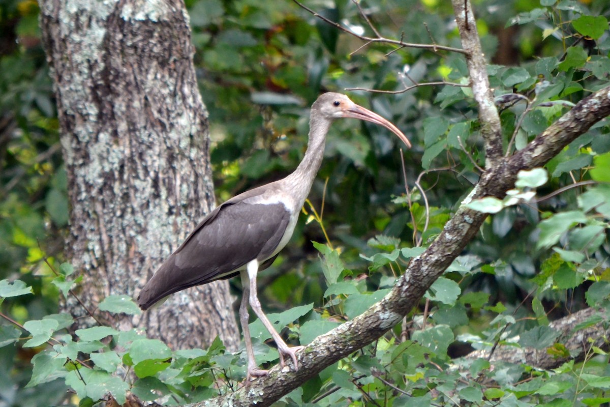 White Ibis - ML640778770