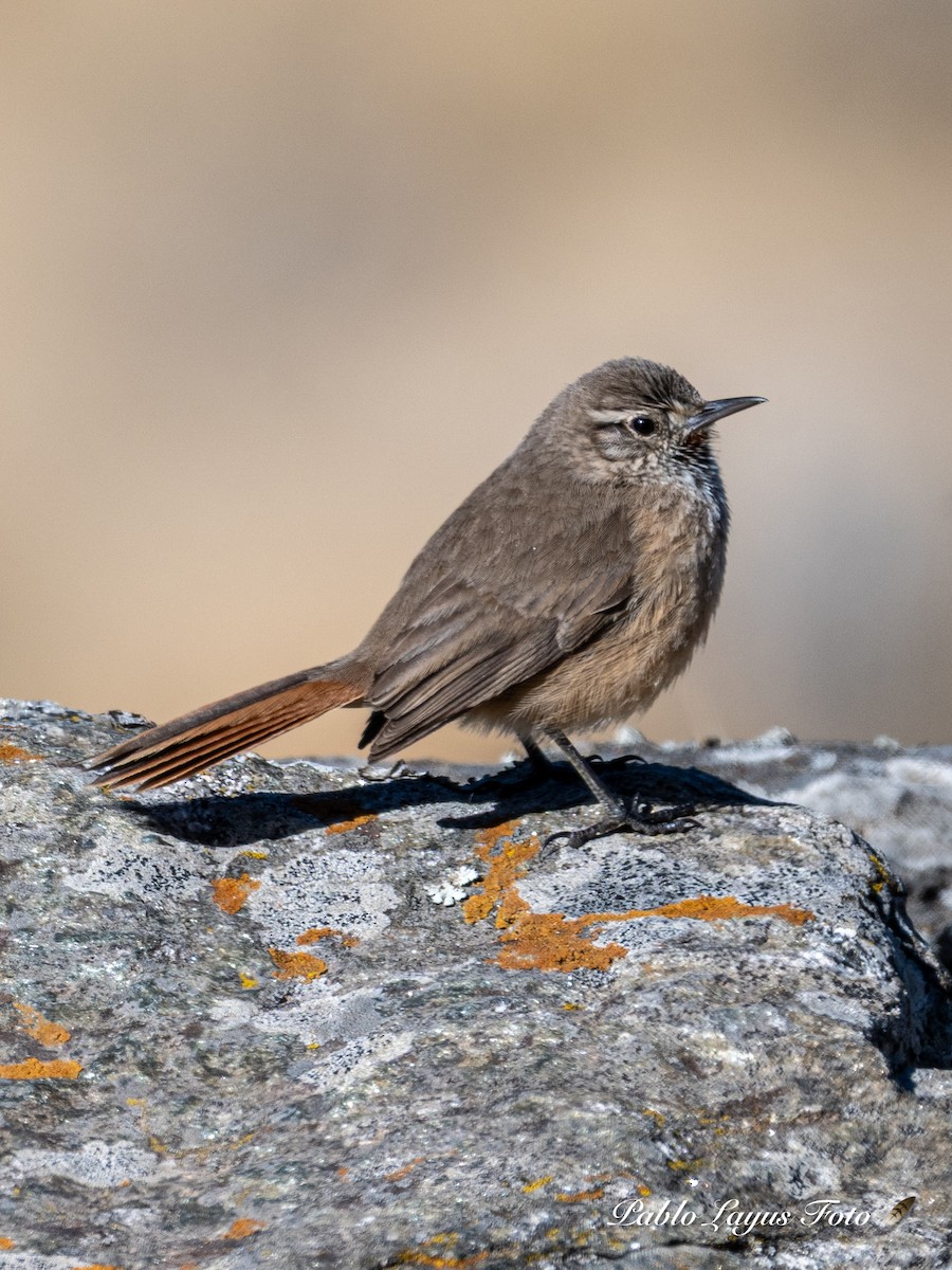 Cordilleran Canastero - ML640778798