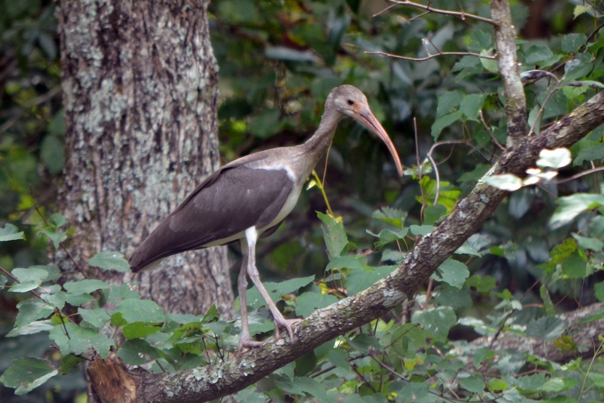 White Ibis - ML640778805