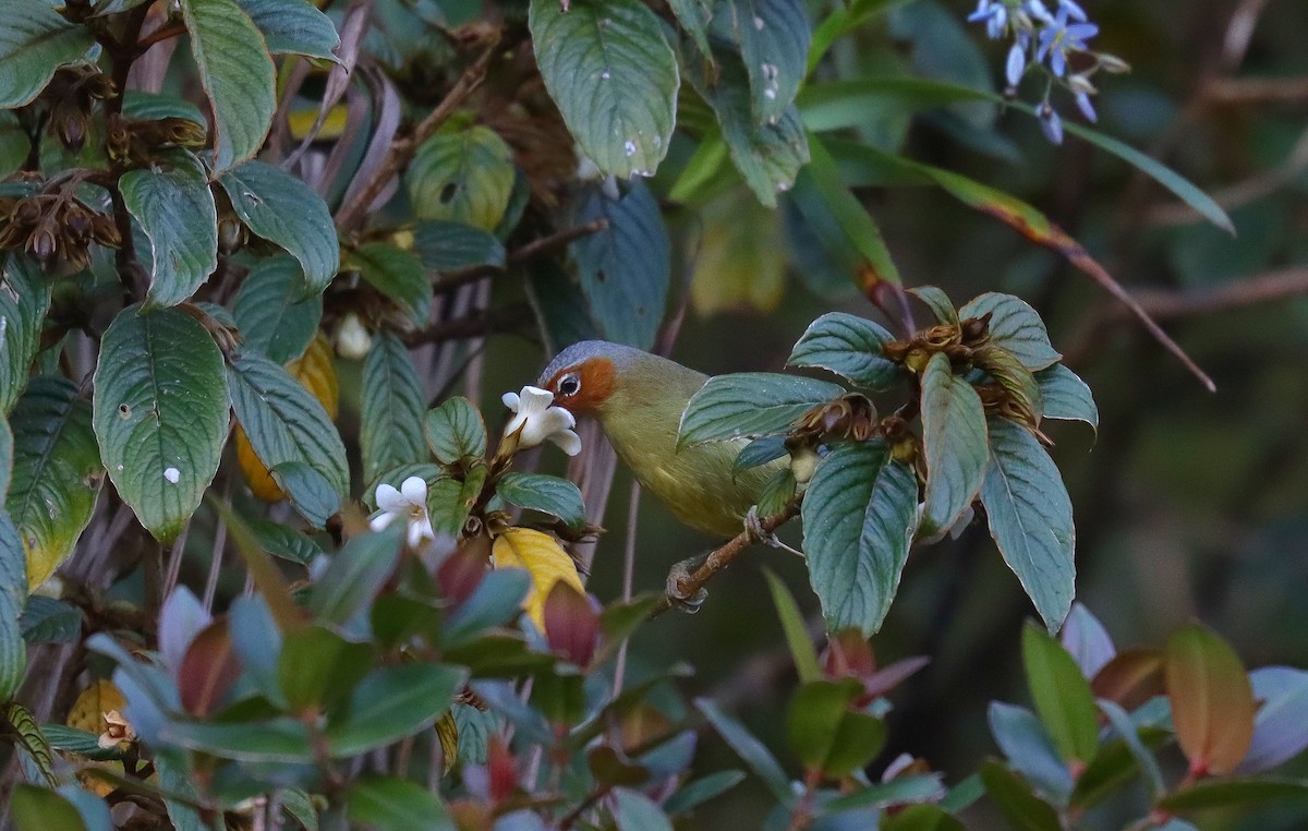 Chestnut-faced Babbler - ML640778813