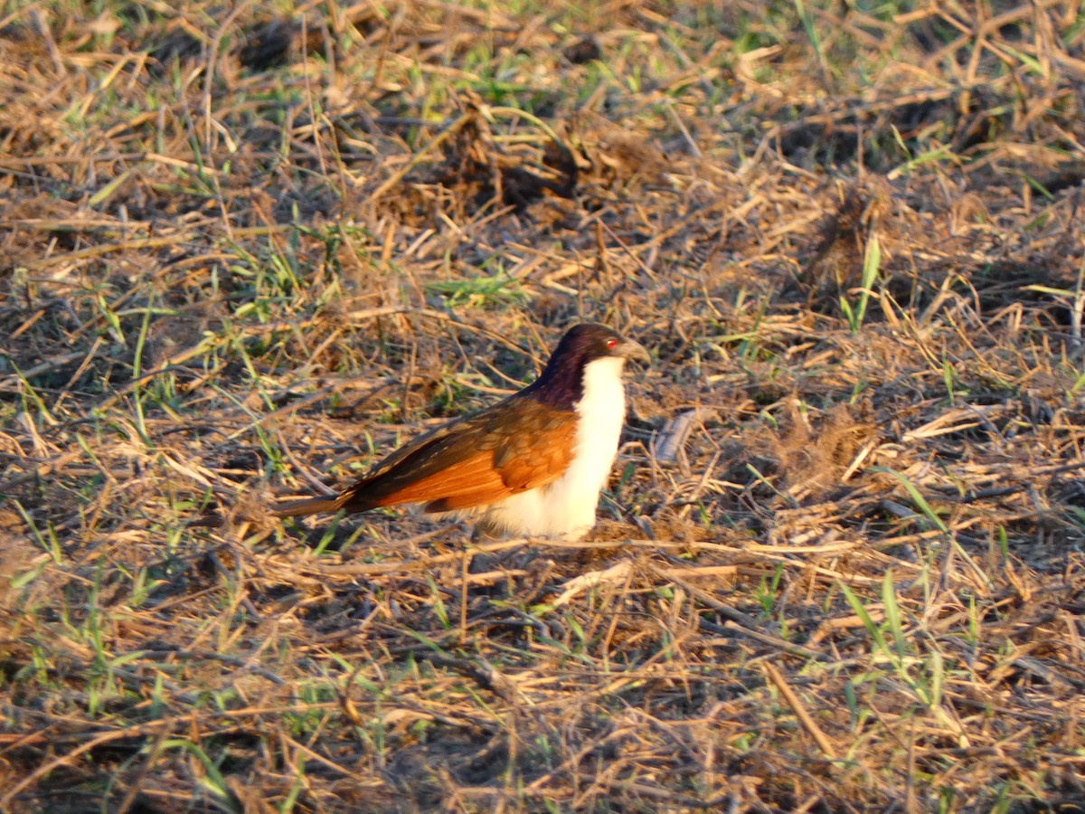 Coucal des papyrus - ML640778823
