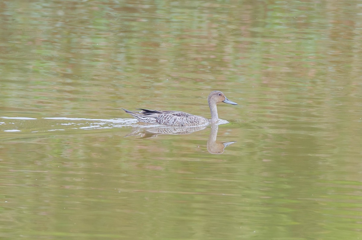 stjertand - ML640778829