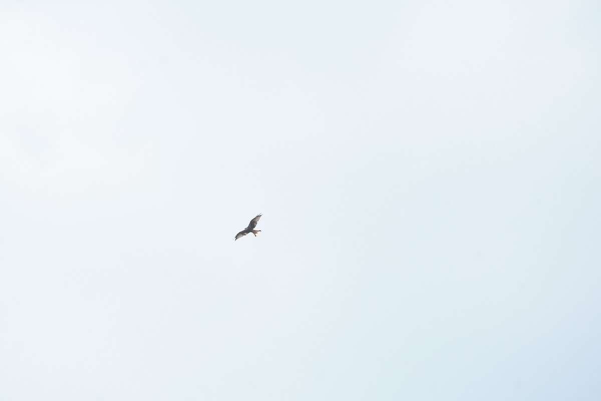 Red Kite - ML640778860