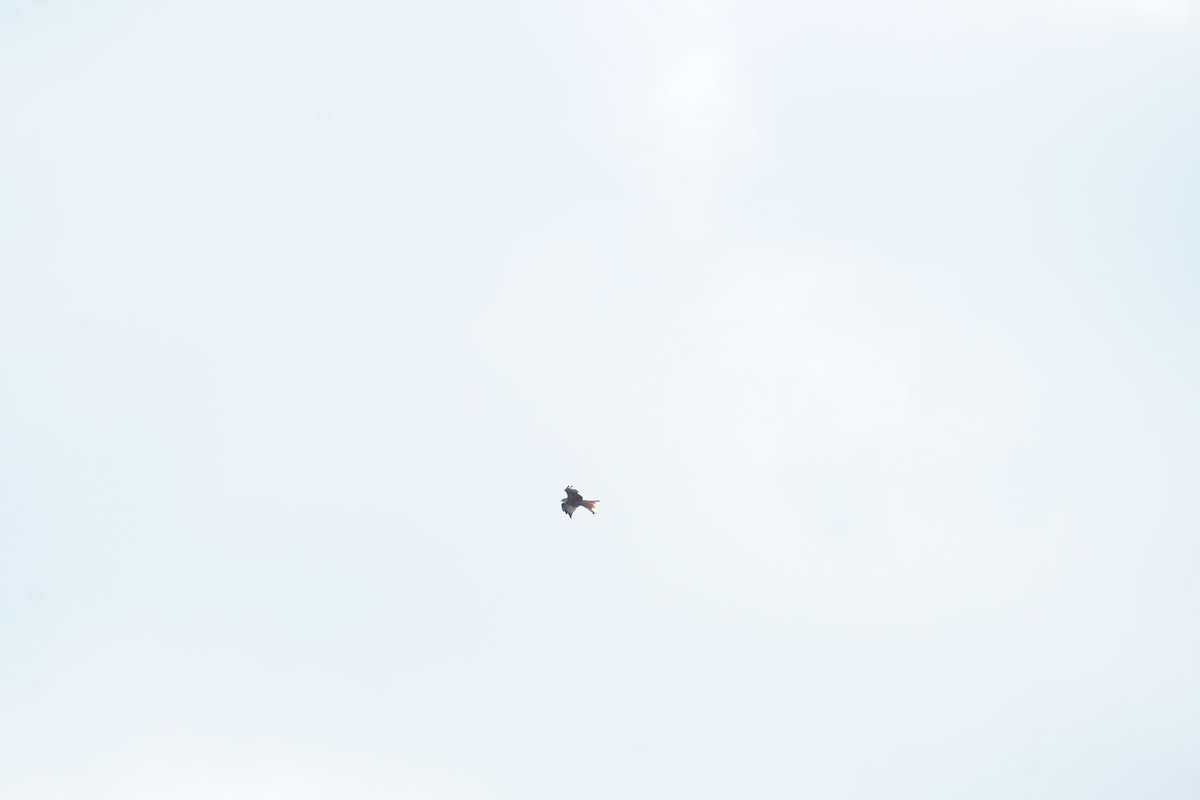 Red Kite - ML640778861