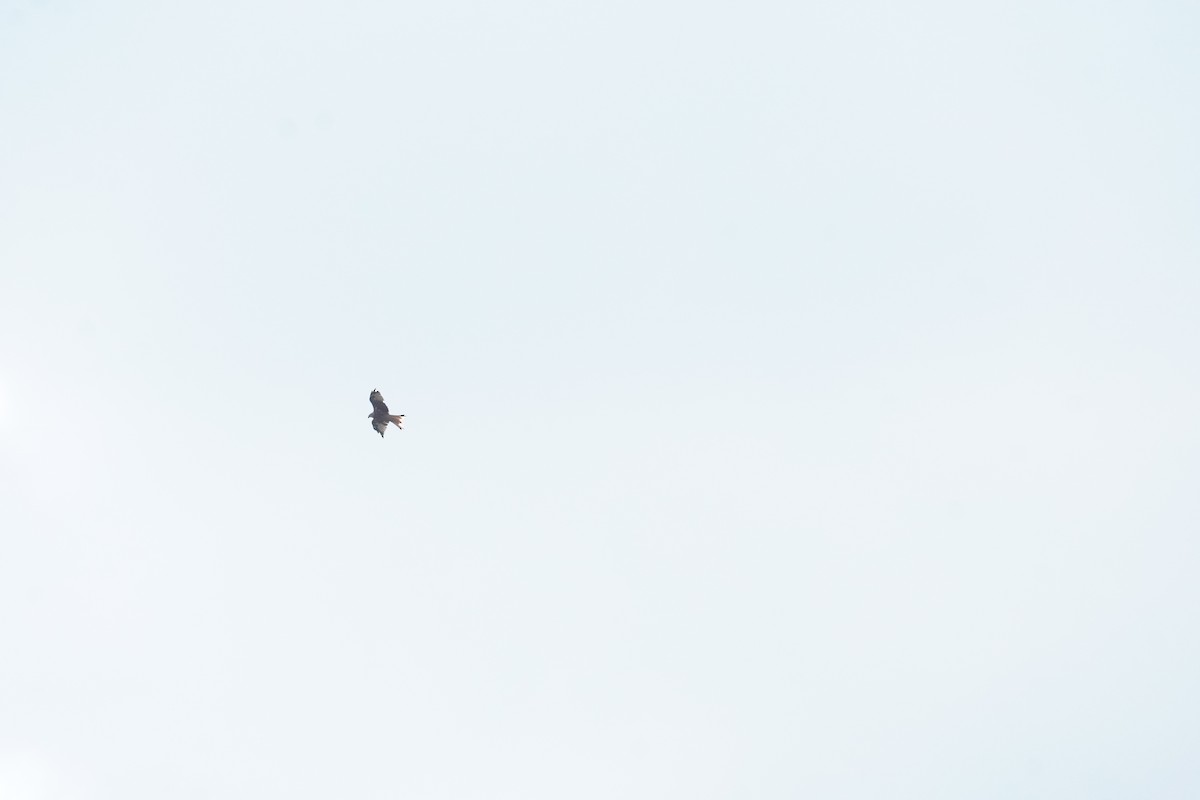 Red Kite - ML640778862