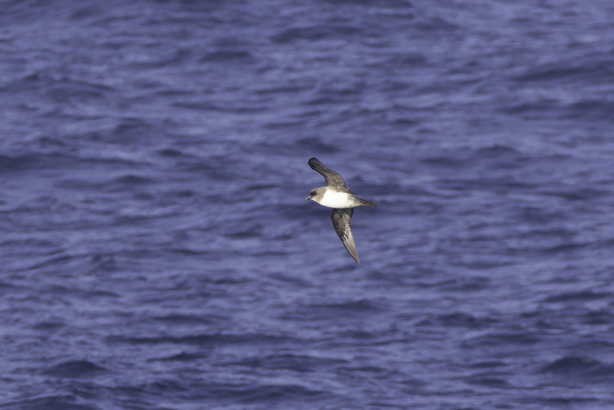 Atlantic Petrel - ML640779021