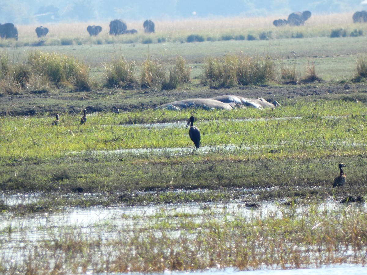 African Openbill - ML640779044