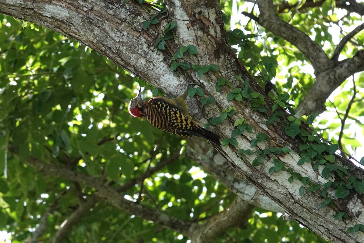 Hispaniolan Woodpecker - ML640779074