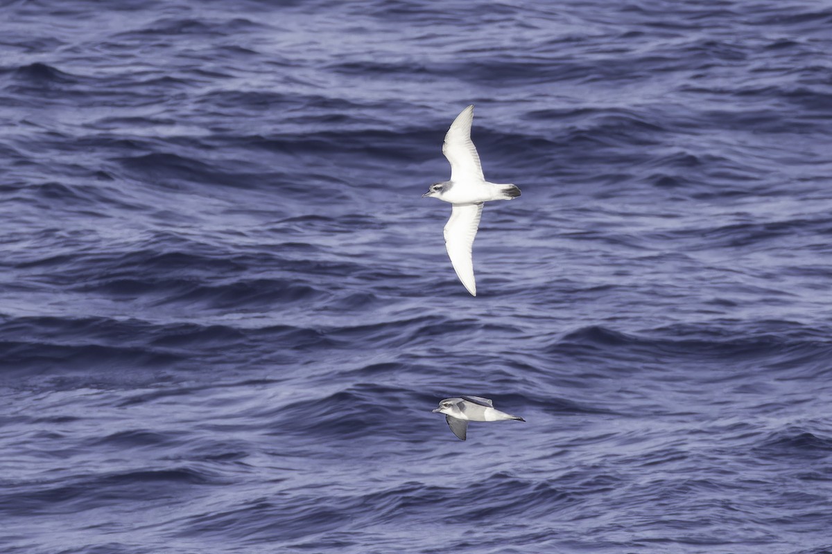 Antarctic Prion - ML640779081