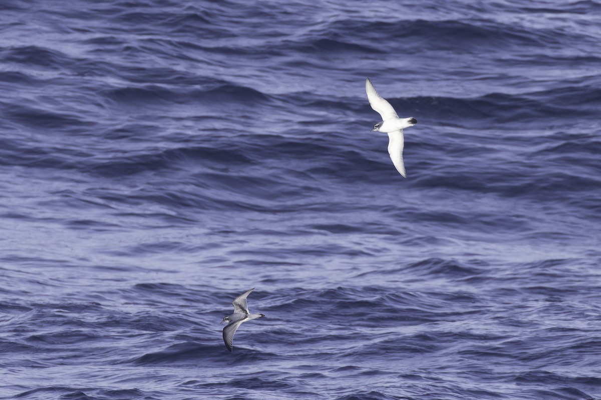 Antarctic Prion - ML640779082