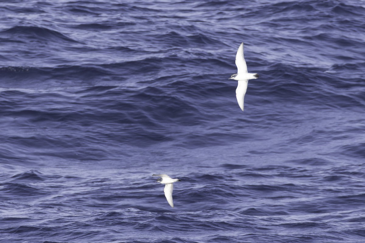 Antarctic Prion - ML640779083