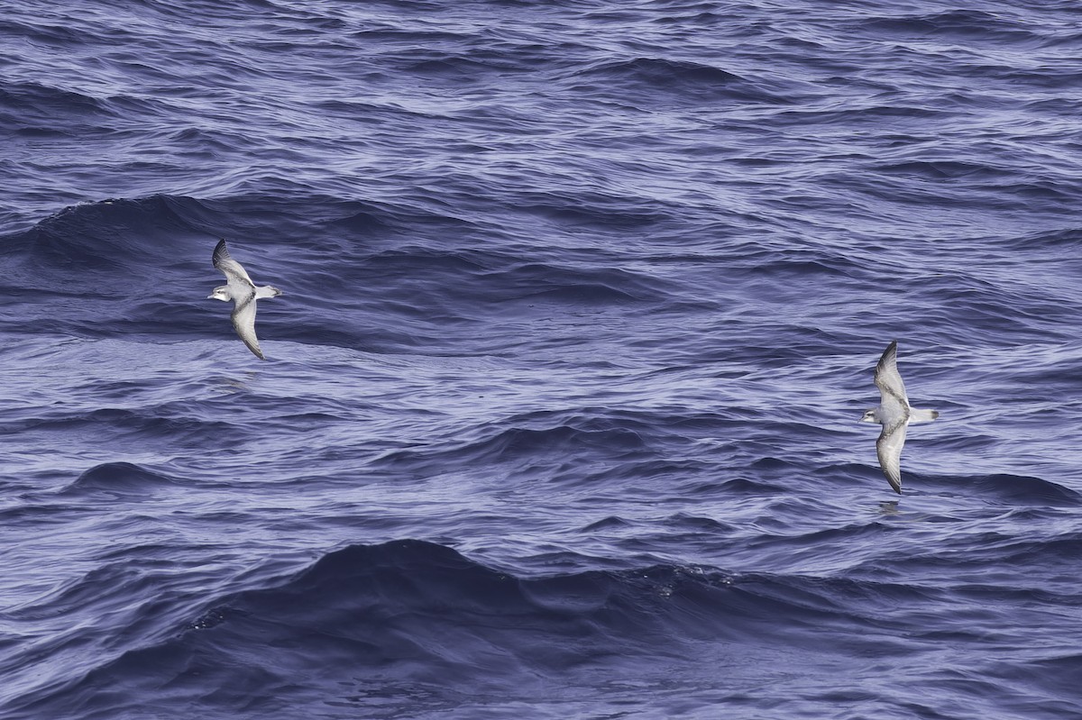 Antarctic Prion - ML640779084