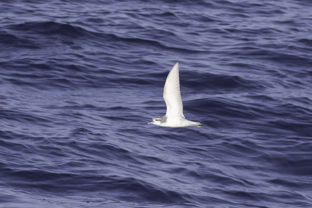 Antarctic Prion - ML640779111
