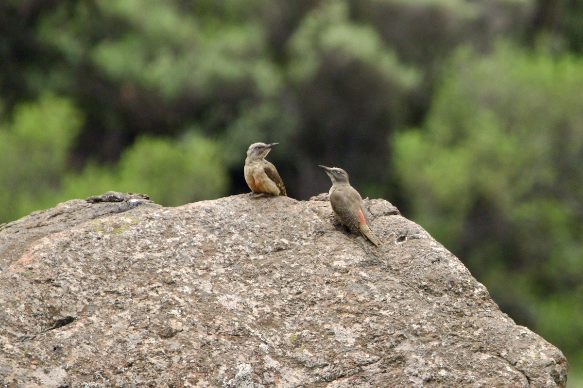 Ground Woodpecker - ML640779121